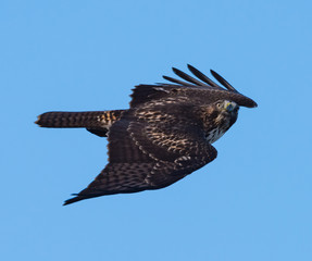 Redtail Caught