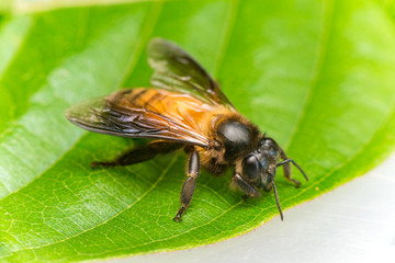 Stingless Male drone Giant Honey Bee, (Apis dorsata), with 3 ocellis on its head, on a green leaf and white surface, showing its right side