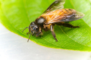 Stingless Male drone Giant Honey Bee, (Apis dorsata), with 3 ocellis on its head, on a green leaf and white surface, showing its left side