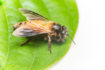 Stingless Male drone Giant Honey Bee, (Apis dorsata), with 3 ocellis on its head, on a green leaf and white surface, showing its right side