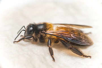 Stingless Male drone Giant Honey Bee, (Apis dorsata), with 3 ocellis on its head, isolated with white background, showing its left side