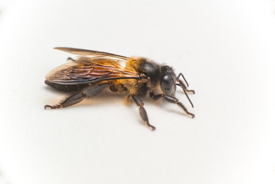 Stingless Male drone Giant Honey Bee, (Apis dorsata), with 3 ocellis on its head, isolated with white background, showing its right side