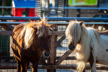 Color picture of Shetland ponnies on a farm - 132246822