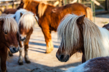 Color picture of Shetland ponnies on a farm - 132246836
