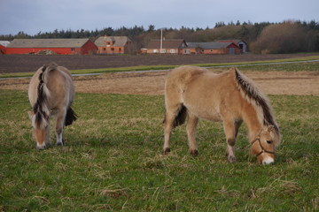 Fjordpferd / Norweger in  Westjütland, Dänemark © Roadfun