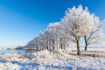 Alley of trees covered by frost on the dike