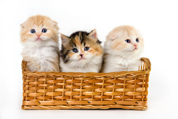 3 kittens in a basket on a white background