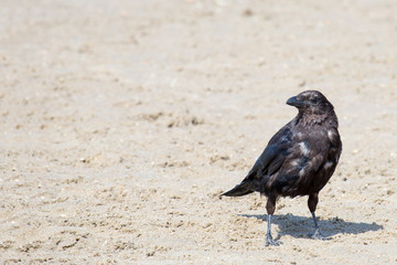 Rabe am Strand