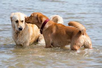 Hundefreundschaft im Meer