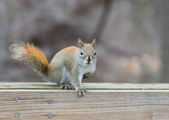Red Squirrel Perched