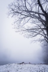 Heavy fog over the winter frozen pond