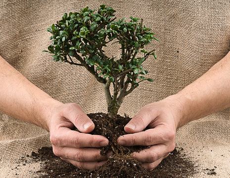 Male hand holding small tree over canvas background. 