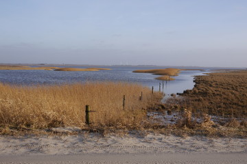 Schilfwald Nissum Fjord  Westjütland, Dänemark
