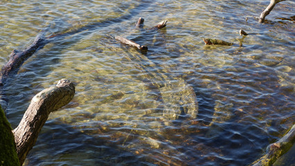 driftwood in the clear river water