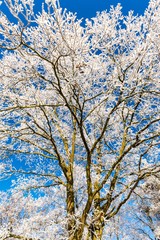 View upward into the tree covered by frost