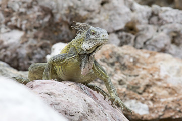 Leguan auf Fels