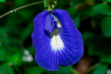 Blue pea flower or also known as Bunga Telang in malay (Clitoria ternatea) isolated with dark, soft green and black background