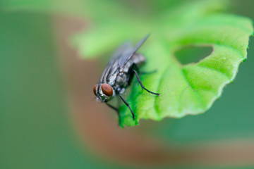 Lonely Flesh Fly (Sarcophaga crassipalpis Macquart) descend and stay still on a green leaf isolated with soft background
