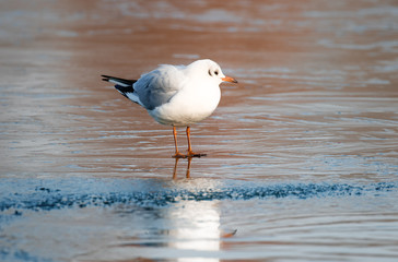 Black-headed Gull (Chroicocephalus ridibundus) on ice lake