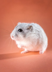 Jungar hamster standing on hind legs