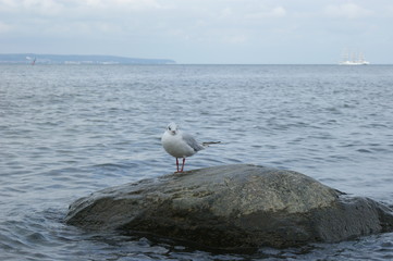 Einsame Möwe auf einem Stein im Wasser