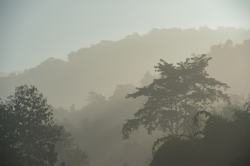cows on misty pasture at sunrise in summer