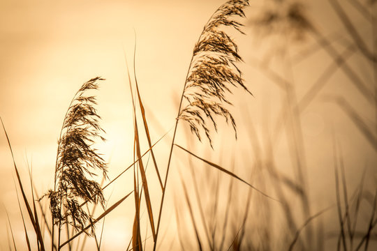 Schilf im Abendlicht