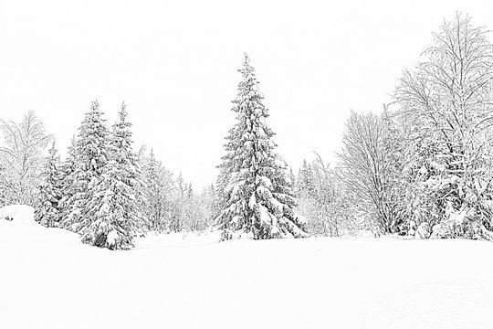 Fototapeta Spruce forest in winter. Winter landscape