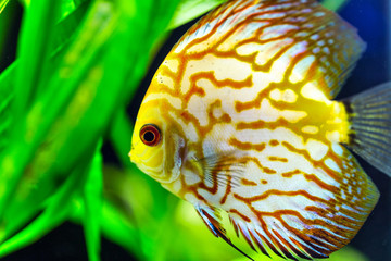 Yellow Gold discus fish