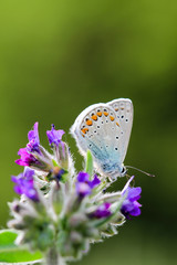 Obraz premium Thymian Ameisenbläuling auf Blüte einer Ochsenzunge