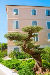 Crédence de cuisine en verre imprimé Bonsaï bonsai style olive tree in Saint Tropez