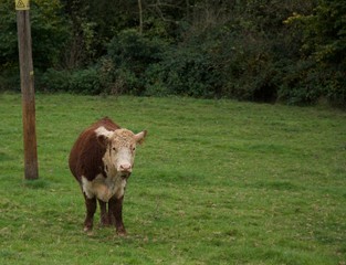 calf