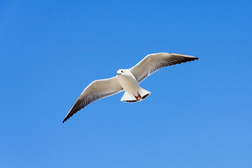 White Seagull flying on blue sky background