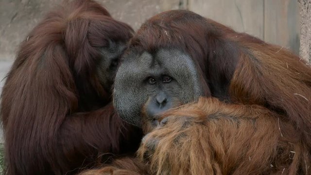 Adult Male Orangutan Getting Groomed by Female, 4K