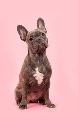 French bulldog sitting on a pink background