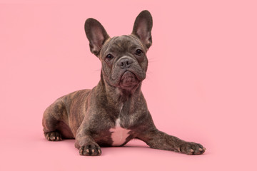 French bulldog lying on a pink background