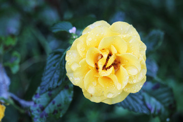 An yellow rose 