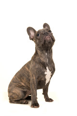 French bulldog dog sideview looking up