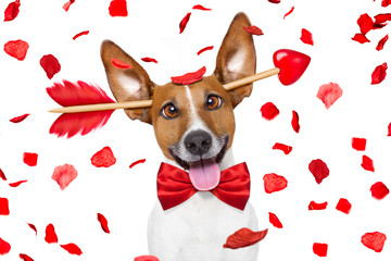 crazy in love valentines dog