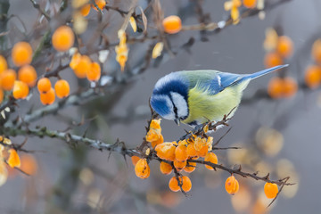 Fototapeta premium Blue tit sitting on the branch of sea-buckthorn and peck berries
