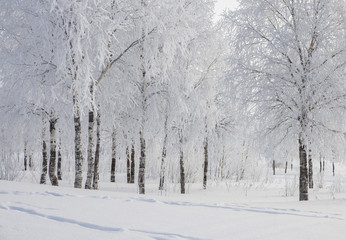 Winter landscape with snow covered trees  .