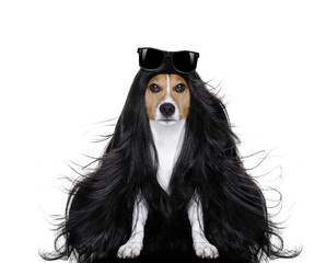 grooming dog at the hairdressers