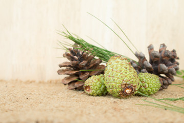 fresh pinecone for make fresh pinecone tea.