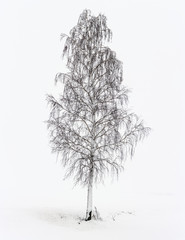 Alone birch in snowstorm