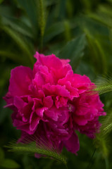 Blooming red peony
