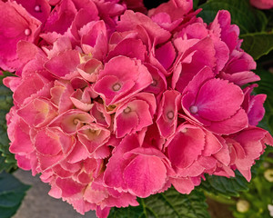 pink hortensia flower closeup, natural background
