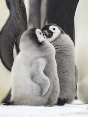 Emperor Penguins on the frozen Weddell sea, Antarctica