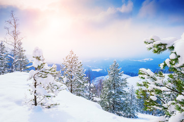 Fototapeta na wymiar Snow-covered trees in the mountains