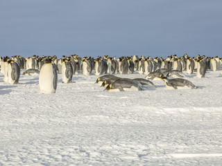 Emperor Penguins on the frozen Weddell sea, Antarctica