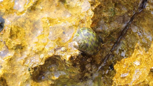 Clear water, rocks from the shore and snail moving 